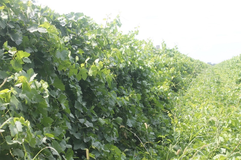 Декхане Туркестанской области собирают по 25 тонн винограда с гектара