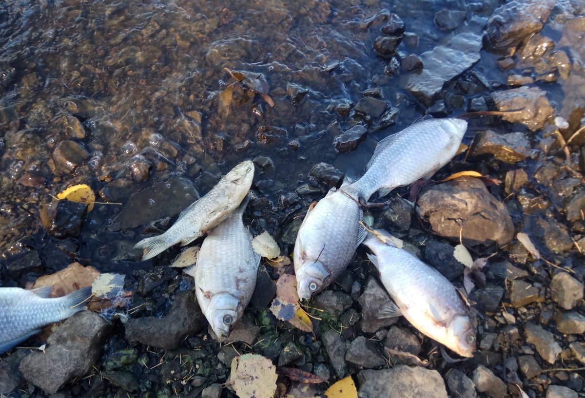 Два уголовных дела заведено по факту гибели рыбы в Атырауской области