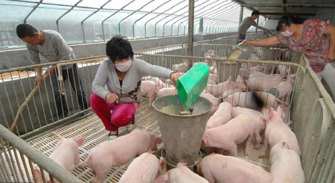 Россельхознадзор запретил поставки из Китая всех видов кормов для животных