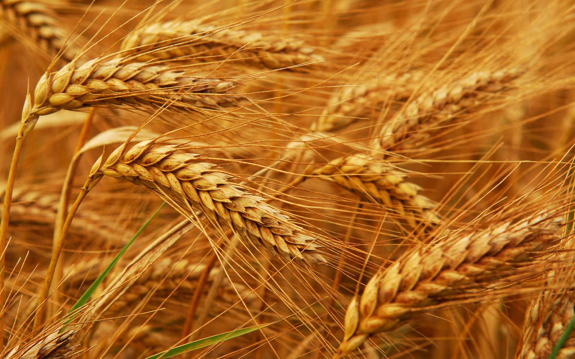 МСХ США сохранил прогноз производства пшеницы РК в текущем сельхозгоду