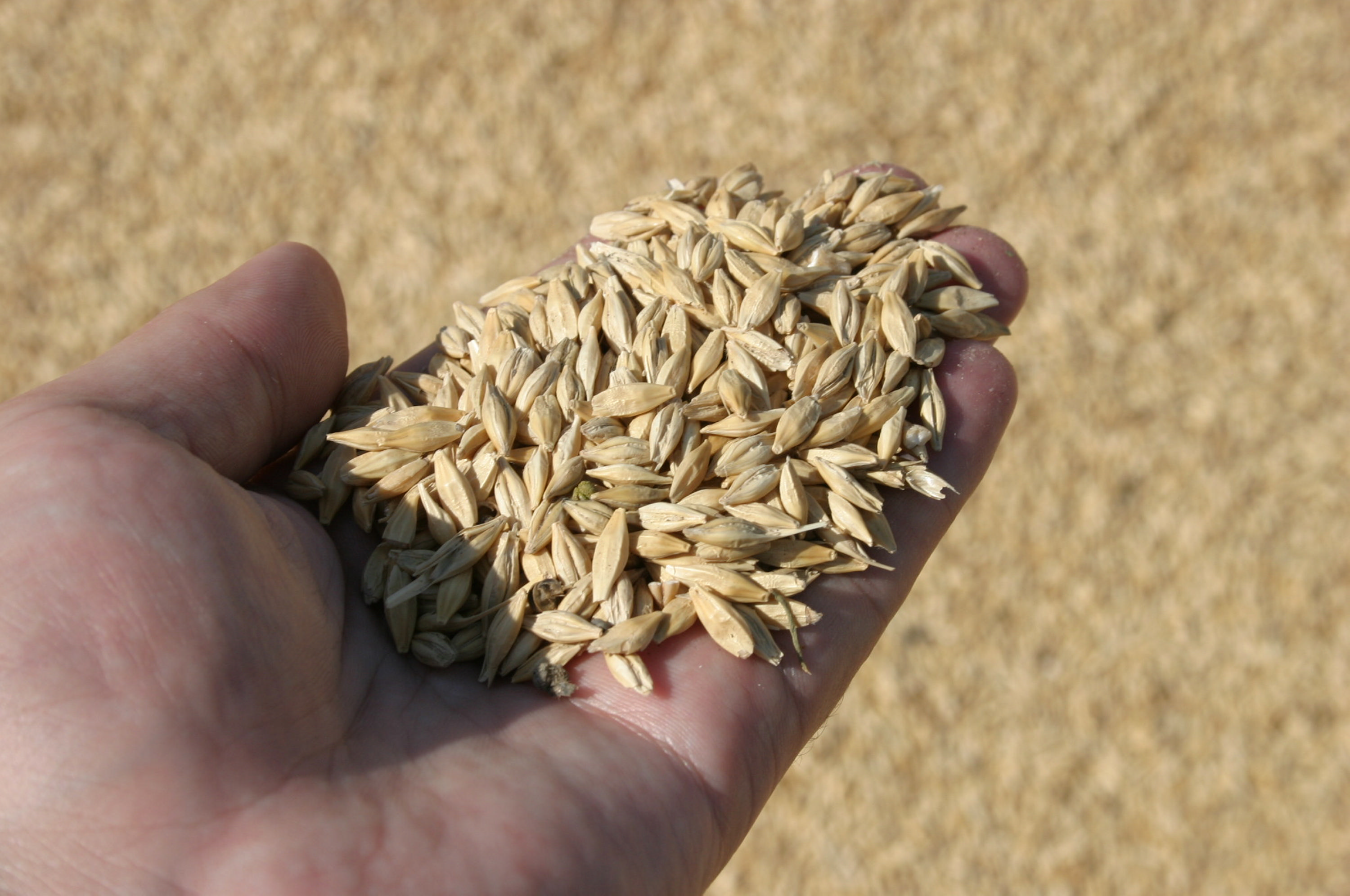 Казахстан планирует поставить в Иран, Грузию и Азербайджан 2 млн тонн зерна 
