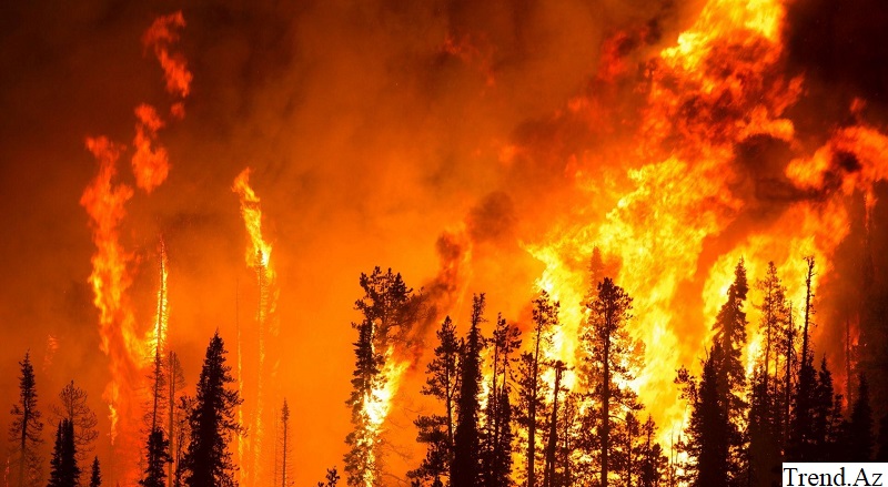 Бушующий в Калифорнии природный пожар признан одним из самых разрушительных в истории штата 