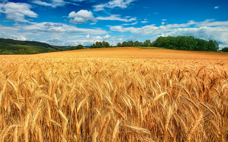 В Костанайской области собрали более 5 млн тонн зерна
