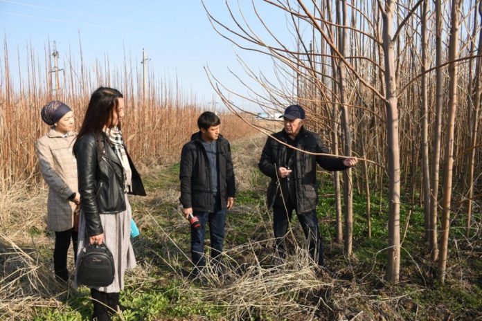 Сарыағаштық бағбанның Қытайдан әкелген ағашы 1 жылда 5 метрге өседі