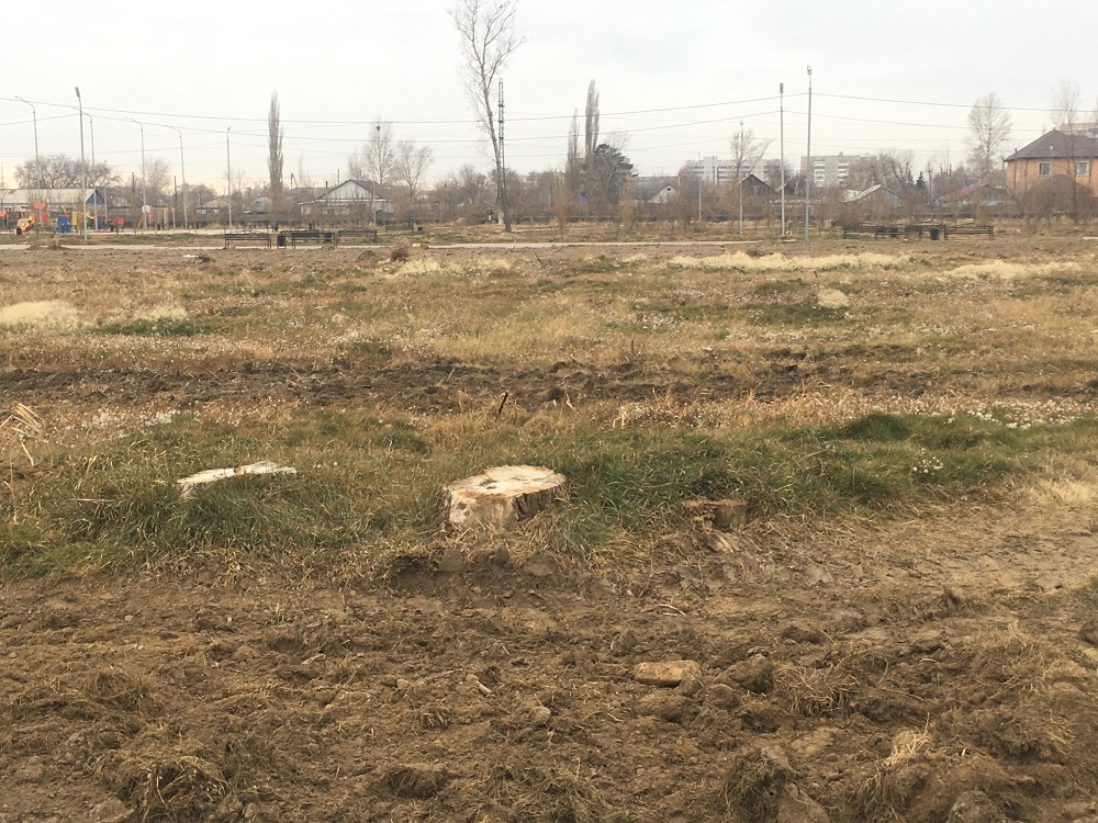 Павлодарские чиновники в решении экологических проблем делают ставку на  озеленение