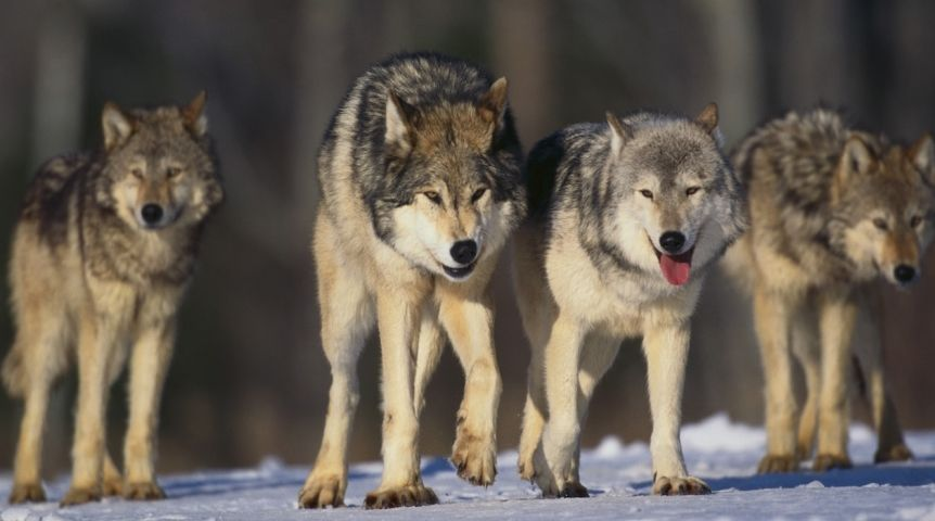 В Алматинской области убивали волков ради их шкур 
