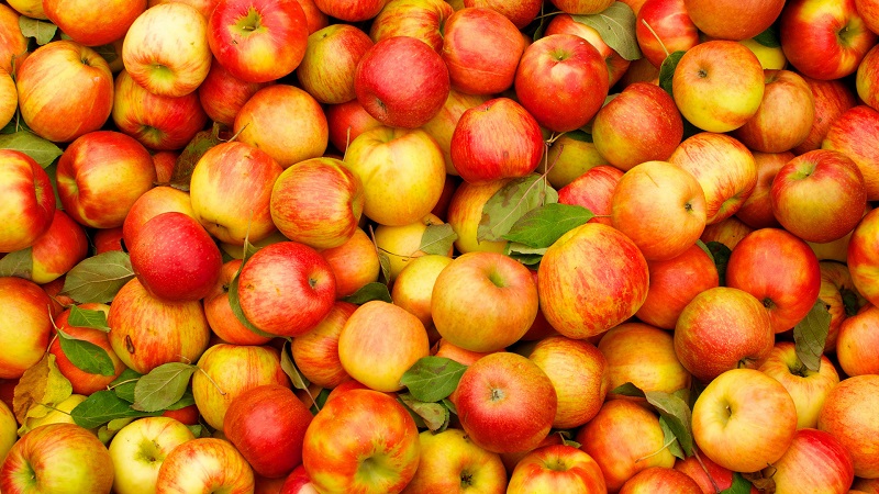Садоводы Алматинской области намерены увеличить урожайность яблок  
