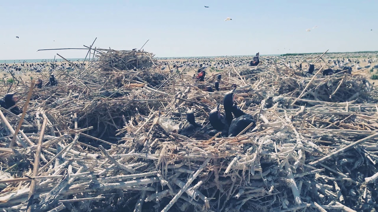 Мертвых птиц обнаружили в атырауском государственном природном резервате «Ак Жайык»