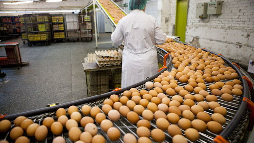 В Казахстане производство яиц снизилось на 6%   