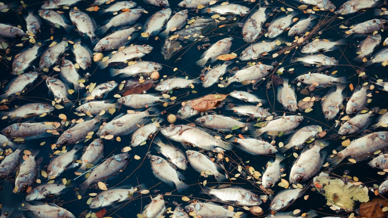 В Атырау озвучили сумму ущерба от массовой гибели рыбы