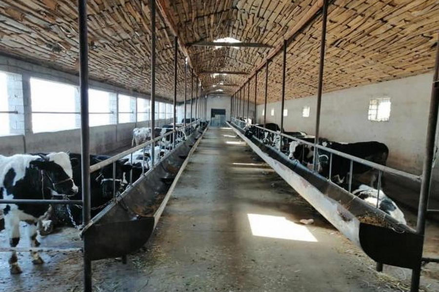 В Шымкенте планируют на треть увеличить производство мяса