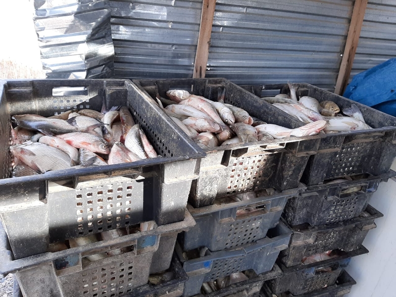 За незаконное рыболовство в Капшагайском водохранилище задержаны браконьеры
