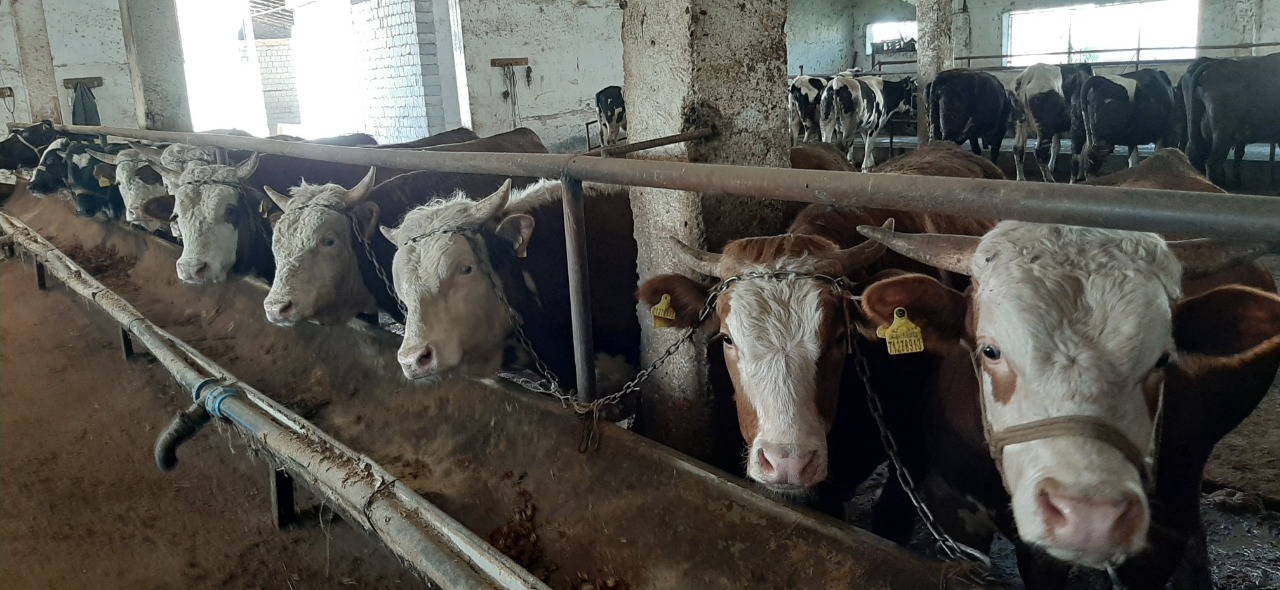 Казахстанские производители просят продлить мораторий на экспорт живого скота 